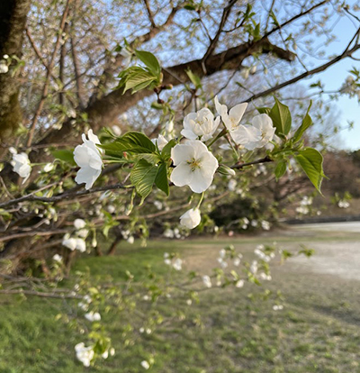 sakura