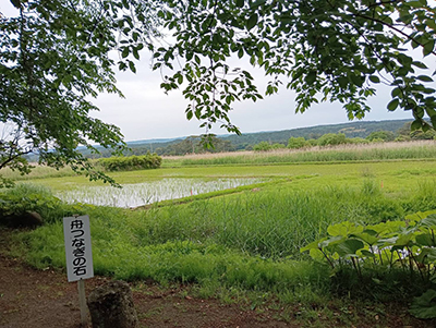 nanohana